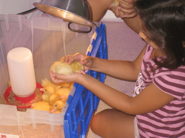 Isabelle holding a duckling beside a bin of ducklings under a heat lamp